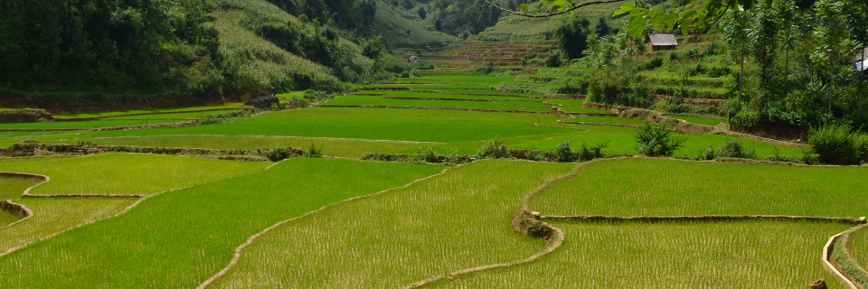 Agroecology - rice crops