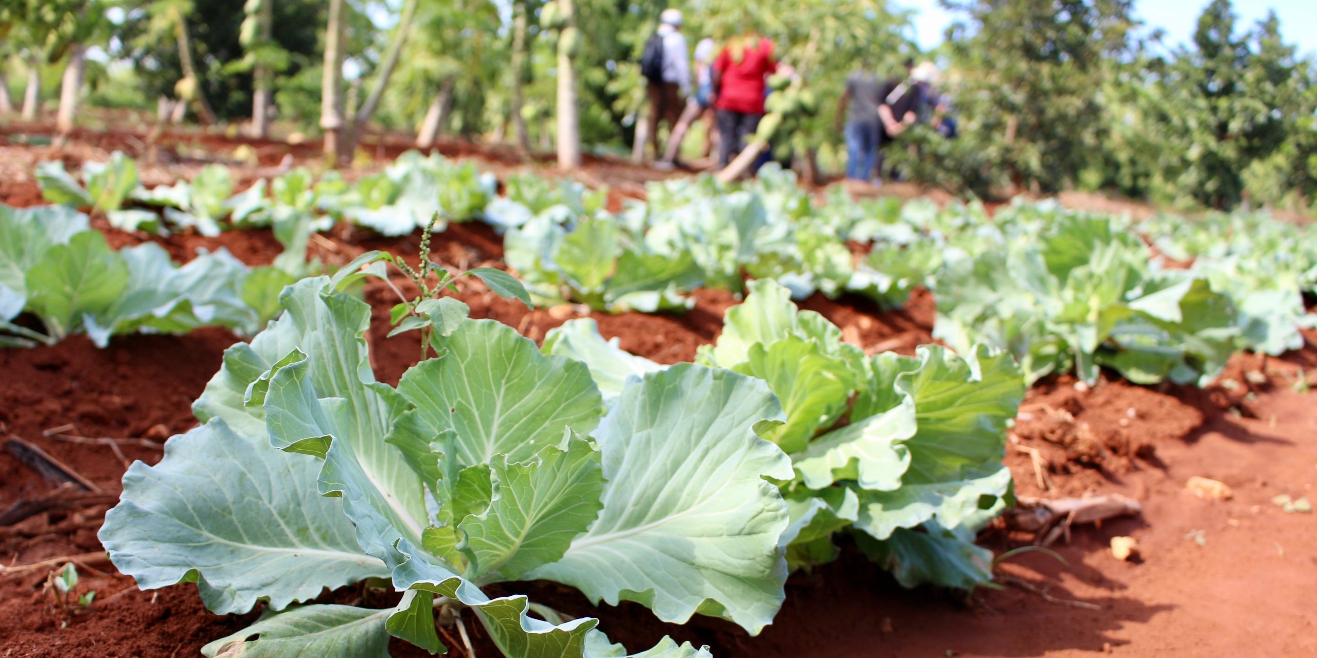 Organic vegetables - agroecology meeting Cuba 2019