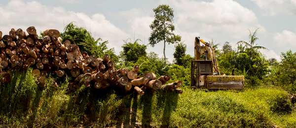 logging Malaysia