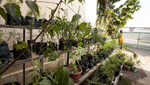herb pots in urban garden malaysia