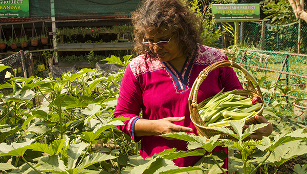 woman with crops in urban garden malaysia