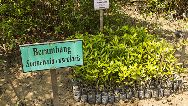 plants in pots at forestry nursery in penang malaysia
