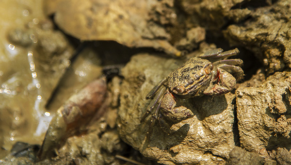 edible mud crabs