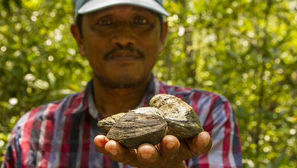 man holding mangrove clams