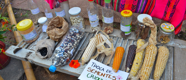 Native seeds for exchange displayed on a market table