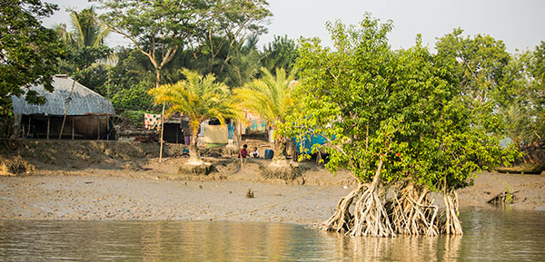Shoreline and mangroves in Sundarbans.