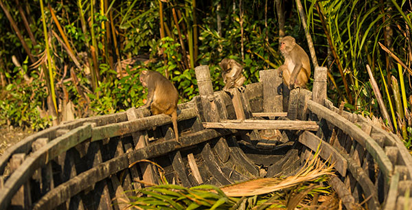 Monkeys in Sundarbans